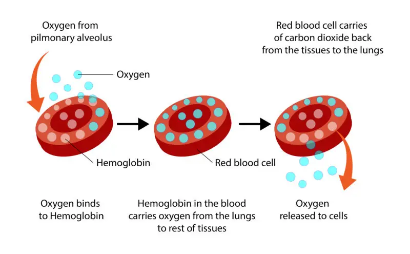 Blood oxygen saturation (SpO2)